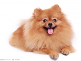3个月大的小马犬：健康成长的关键指南