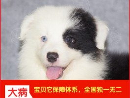 马犬哪个月长的最快：揭示生长速度的秘密