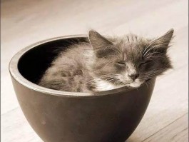 教猫咪上厕所：让猫咪养成良好的卫生习惯