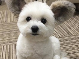阿拉斯加几个月认主人：培养深厚情感的关键期