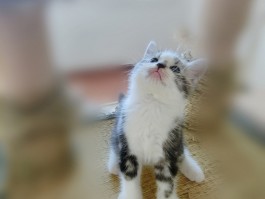 如何让猫咪不害怕洗澡