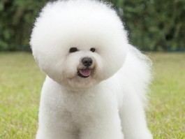 狗狗生理期注意事项
