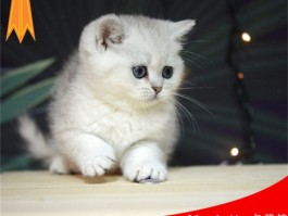 2个月的猫咪吃多少猫粮？科学喂养指南