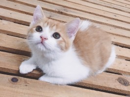 小狗几个月体型：了解幼犬成长的关键阶段
