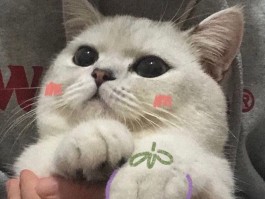 猫咪的牙：揭秘猫咪口腔健康的秘密