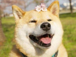 柯基狗狗大全：了解这个萌宠的全方位指南