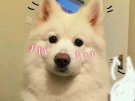 大狗狗网：您的宠物生活好帮手