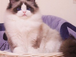 猫咪两个月多重：了解幼猫成长关键期体重