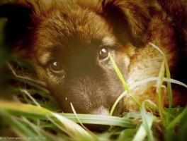 七个月泰迪属于什么期？了解泰迪犬的成长阶段