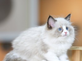 猫咪如何增肥