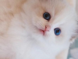 两个月小猫独自在家：如何确保它们的健康与安全