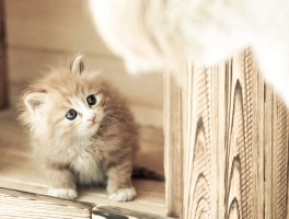狗狗会月经？揭秘宠物犬的生理现象