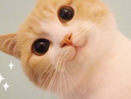 深圳罗湖东门猫咪领养：开启爱心之旅