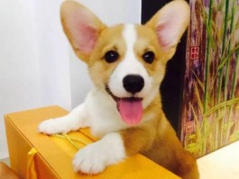 猫咪发热的原因