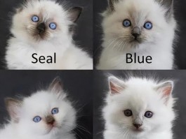 猫咪用身体蹭人：揭秘背后的情感密码