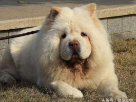 两个月的猫有多大？了解幼猫成长的关键阶段
