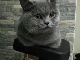 给狗狗取名大全：挑选最适合爱犬的名字