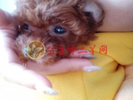 狗狗四肢无力站不起来怎么回事