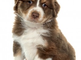 二个月泰迪拉稀怎么办：泰迪幼犬拉稀的应对指南
