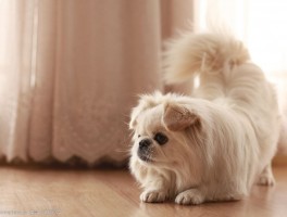 猫咪耳朵痒：原因、诊断与解决方案