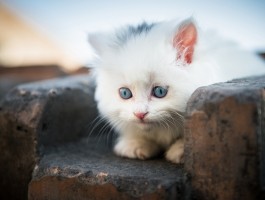 深圳猫咪网：深圳猫咪爱好者的温馨家园