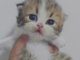 猫咪的陪伴：温馨生活中的小确幸