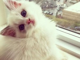 牧羊犬几个月长大：了解成长周期与关键阶段