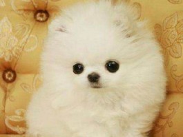 成年猫一个月吃多少猫粮？权威指南为您解答