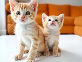 一个月小猫吃什么：营养均衡的喂养指南