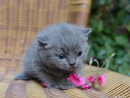 猫咪便后出血：原因与应对措施