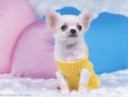 茶杯泰迪几个月定型：了解小型泰迪犬的成长关键期