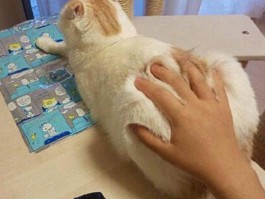 猫咪大喘气：原因、诊断与应对方法