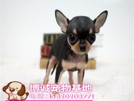 半个月大的猫怎么养：新手养猫攻略