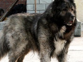 四个月高加索有多大？了解幼犬成长的关键阶段