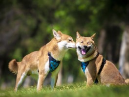狗狗需要什么：全方位了解宠物的需求