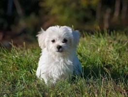 两个月幼犬怎么喂养：新手养犬必备指南