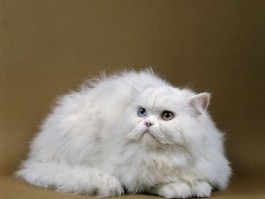 猫牙齿黑什么原因造成的