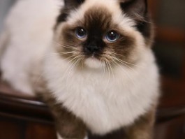 40猫咪网：打造猫咪爱好者的温馨家园