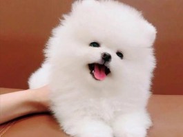 狗狗为什么不睡觉：找出原因并解决问题