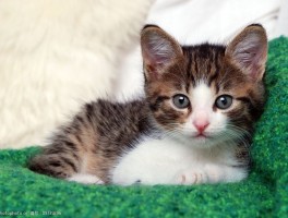 2个月的小猫可以洗澡吗？