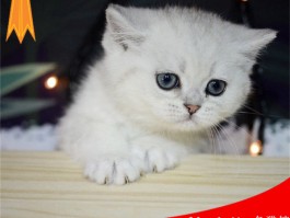 宠物兔一夜暴毙什么原因？揭秘背后的真相