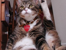 被两个月的小猫咬了要打针吗？
