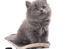 猫咪身上有虫子：如何识别与处理常见寄生虫问题