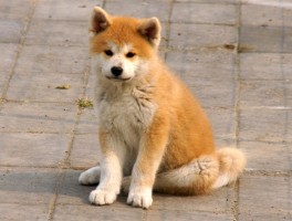 狗狗身上起皮：原因、诊断与治疗