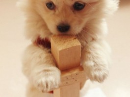 两个月拉布拉多吃几顿：幼犬喂养指南