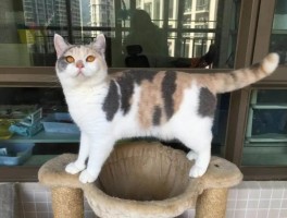猫咪洁足泡沫：轻松清洁，呵护猫咪健康