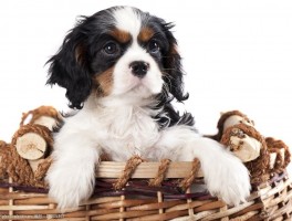 狗六个月来月经：了解犬类生理现象