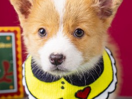 三个月的金毛多少斤？探究幼犬成长标准