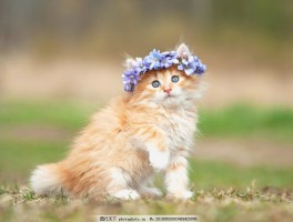 几个月猫好养：新手养猫攻略