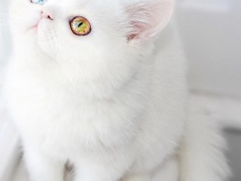 猫的一岁是几个月：揭开猫咪成长之谜